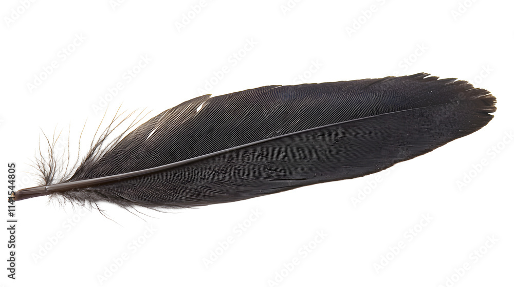 Floating black feather isolated background stock photo minimalist environment close-up view serenity concept Floating black feather isolated background stock photo minimalist environment close-up view serenity concept