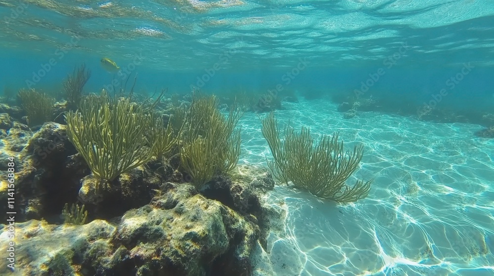 Underwater Scene with Vibrant Reef and Sunlight Filtration Underwater Scene with Vibrant Reef and Sunlight Filtration