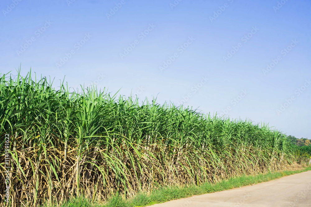 Sugarcane growing inside the farm in countryside of Thailand Sugarcane growing inside the farm in countryside of Thailand
