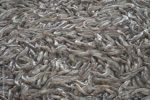 A high-angle close-up view of a large quantity of fresh shrimp