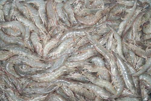 A close-up view of numerous fresh, raw shrimp densely packed together