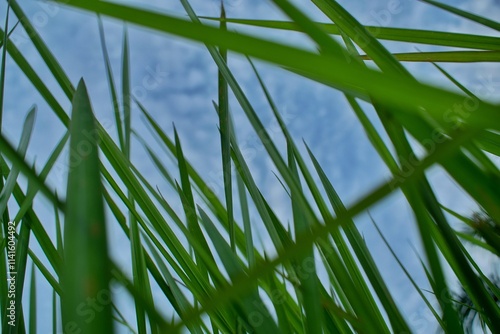 Imperata cylindrica with blue sky background during the day. photo