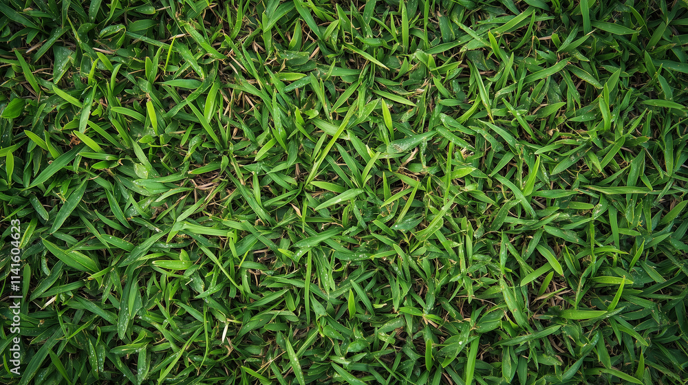 Close-Up of Lush Green Grass Blades Showing a Healthy, Evenly Distributed Lawn with No Patches or Shadows. Close-Up of Lush Green Grass Blades Showing a Healthy, Evenly Distributed Lawn with No Patches or Shadows.