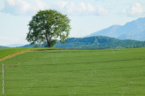 5月の北海道　美瑛の風景