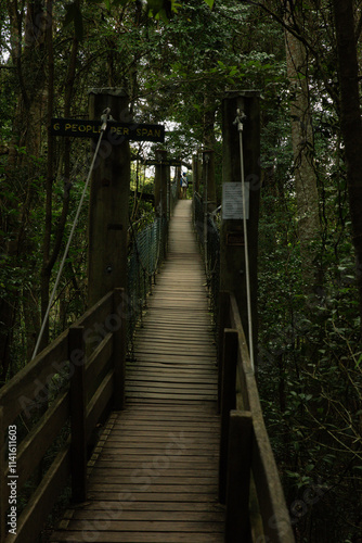 Timber swing bridge in lamington National Park Queensland Australia