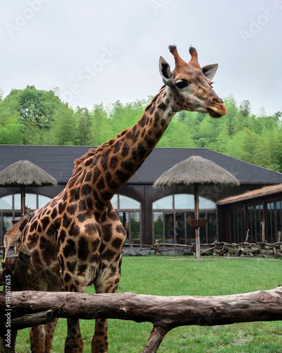 Photography giraffe in the wild