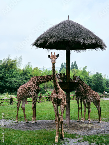 Canvas Print giraffe in the wild