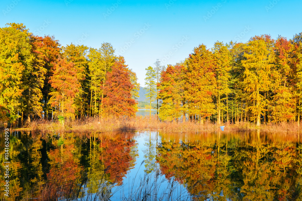 Fototapeta premium Beautiful scenery of the Metasequoia forest at Siming Lake in Yuyao, Ningbo, Zhejiang