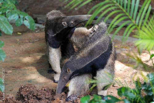 Anteater, talking to the ground, looking for ants