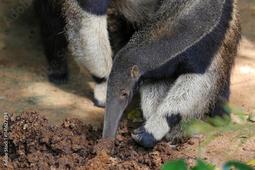 Anteater, talking to the ground, looking for ants