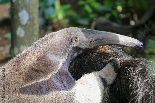 Anteater, talking to the ground, looking for ants