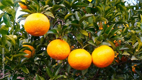 Tangerines from a tangerine farm located in Jeju Island