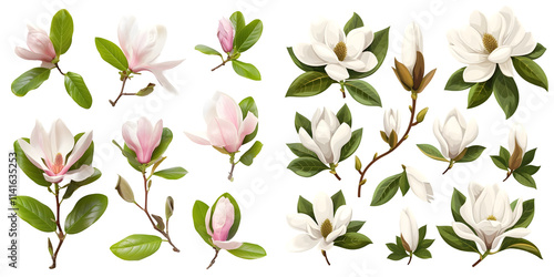 e(s): magnolia set isolated on a white background. Generative AI. photo