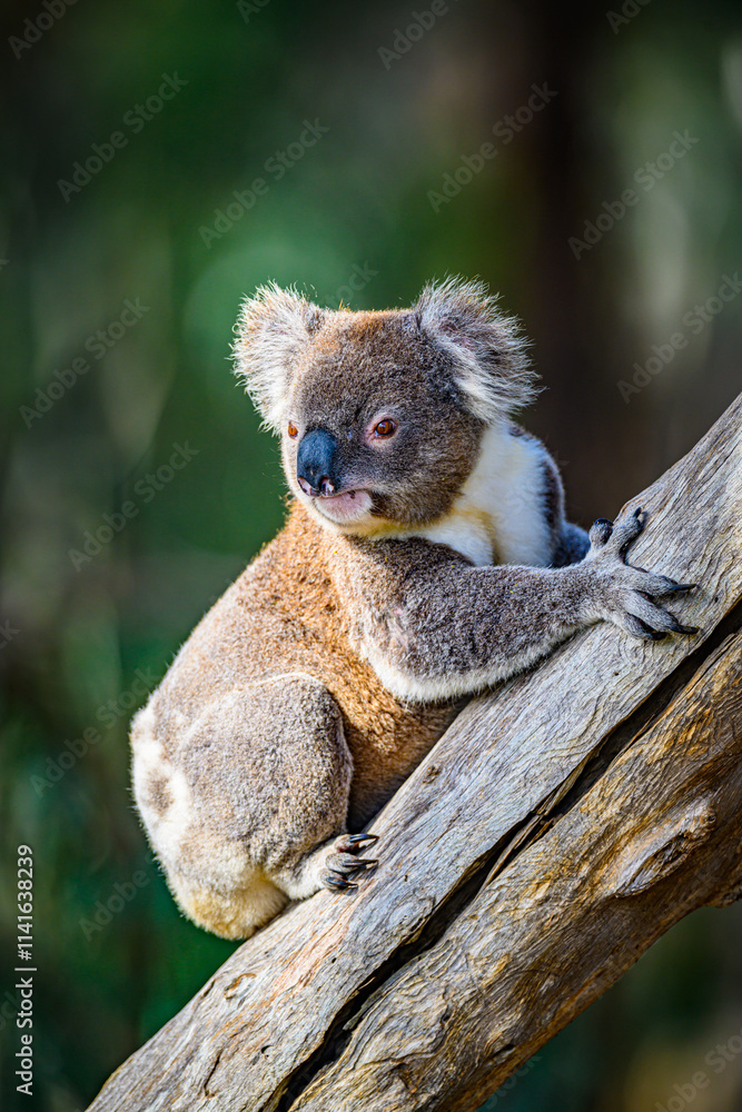 Fototapeta premium Koala 0006
