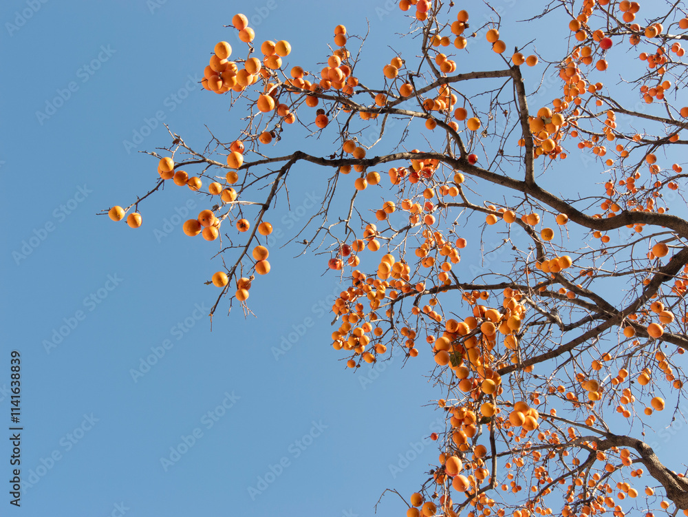 Harvest persimmon trees outdoors in autumn Harvest persimmon trees outdoors in autumn