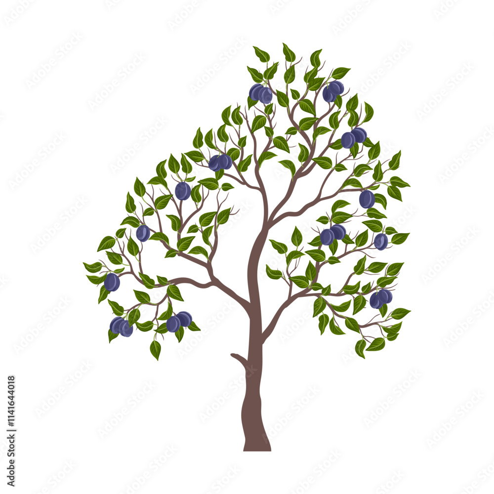 vector drawing plum tree with fruits and green leaves isolated at white background, hand drawn illustration vector drawing plum tree with fruits and green leaves isolated at white background, hand drawn illustration