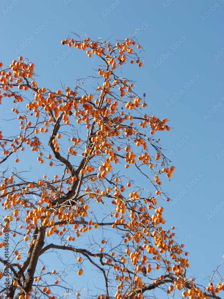Harvest persimmon trees outdoors in autumn Harvest persimmon trees outdoors in autumn