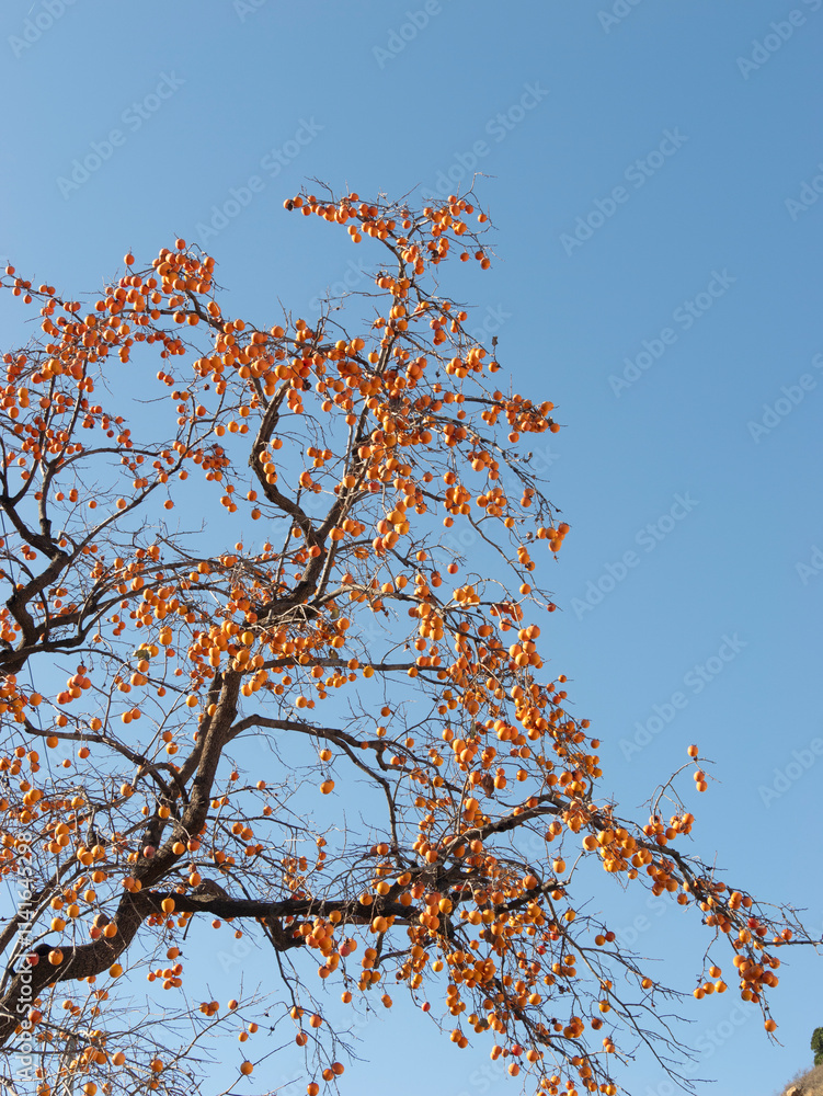 Harvest persimmon trees outdoors in autumn Harvest persimmon trees outdoors in autumn