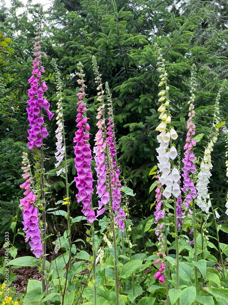 Obraz premium flowers in the garden