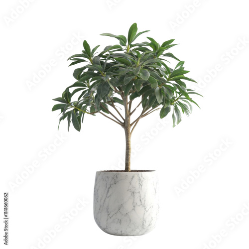 Potted plant, white isolate background
