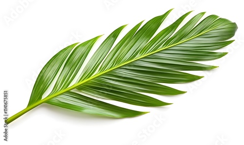 Single tropical green palm leaf, isolated on white.