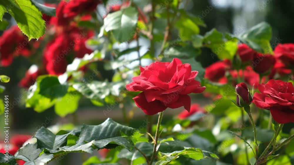 Red roses garden close-up. An ornamental bush bloomed in the summer in the park. Beautiful summer natural background. 4k video. Flowering of bush red roses in June. A small breeze stirs the leaves Red roses garden close-up. An ornamental bush bloomed in the summer in the park. Beautiful summer natural background. 4k video. Flowering of bush red roses in June. A small breeze stirs the leaves