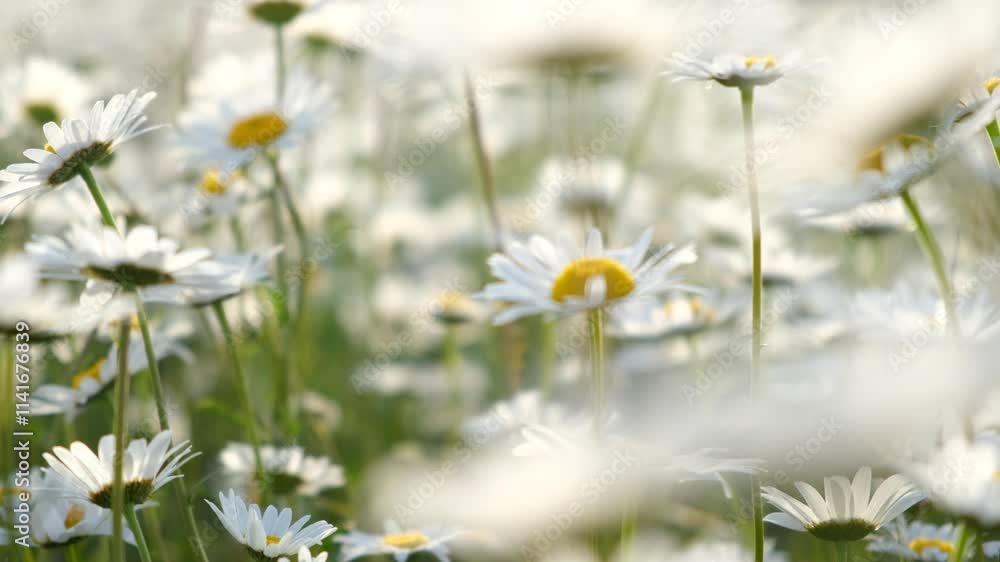 Daisies sunlight cobwebs. Beautiful white daisies close-up at sunset. Evening natural golden blurred background. The concept of fragility and tenderness of wildflowers. Summer warm natural background Daisies sunlight cobwebs. Beautiful white daisies close-up at sunset. Evening natural golden blurred background. The concept of fragility and tenderness of wildflowers. Summer warm natural background