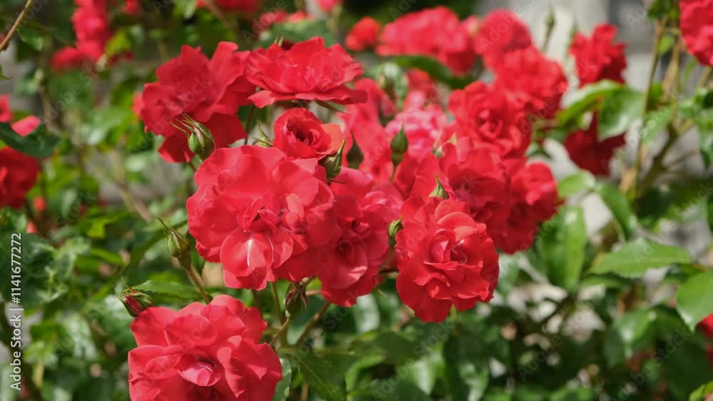Red roses garden close-up. An ornamental bush bloomed in the summer in the park. Beautiful summer natural background. 4k video. Flowering of bush red roses in June. A small breeze stirs the leaves Red roses garden close-up. An ornamental bush bloomed in the summer in the park. Beautiful summer natural background. 4k video. Flowering of bush red roses in June. A small breeze stirs the leaves