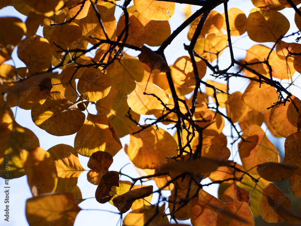 Fototapeta premium Park scenery in late autumn