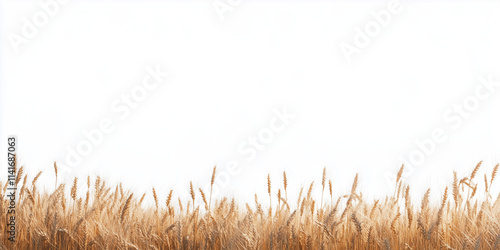 Golden wheat field border isolated on a white background, PNG image photo