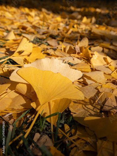 Park scenery in late autumn