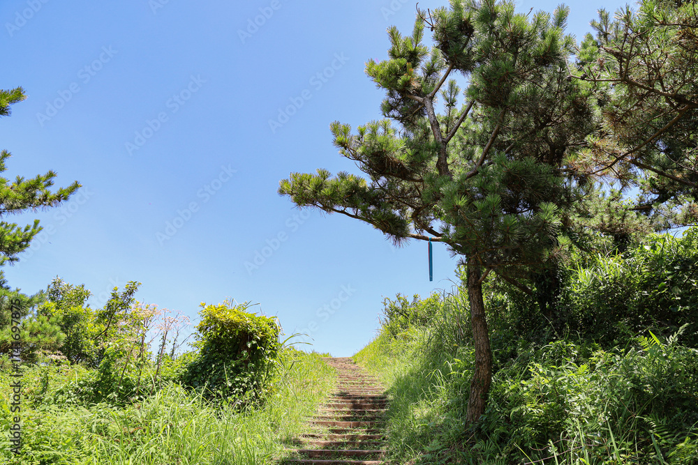 Fototapeta premium 산 정상을 올라가는 숲 길 제주 서귀포시 안덕면 창천리 군산오름