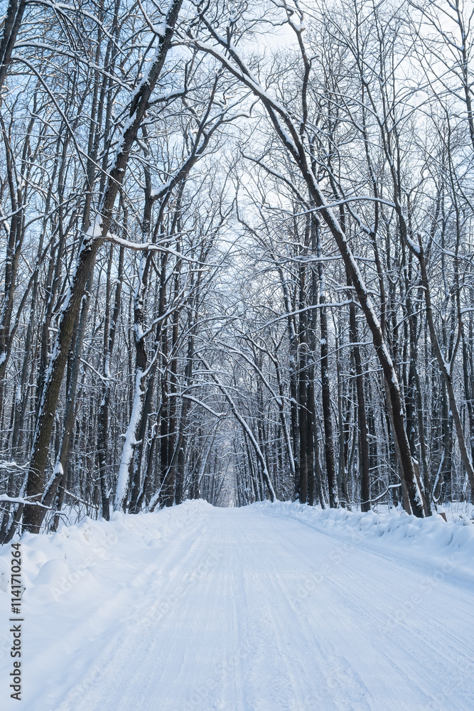 Fototapeta premium Winter forest road. A beautiful winter landscape with an empty road among the trees. Illuminated by the sun. long blue shadows. The concept of travel, active lifestyle, hiking. Christmas landscape