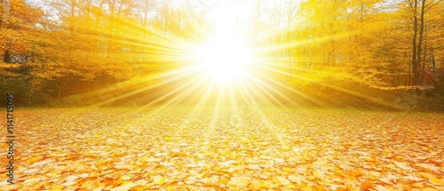 Bright sun shining through the trees in a forest