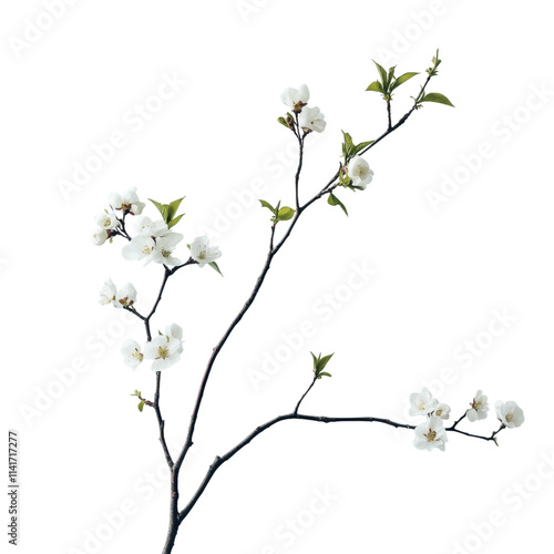 Obraz na płótnie Delicate white blossom branch minimalist studio nature photography bright environment close-up view serenity concept w salonie