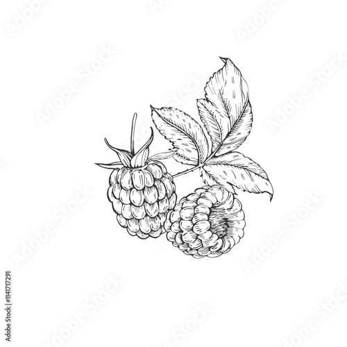 Raspberry vector black and white illustrations hand drawn with ink. Leaves, berries of raspberry on a white background. Isolated elements for label design