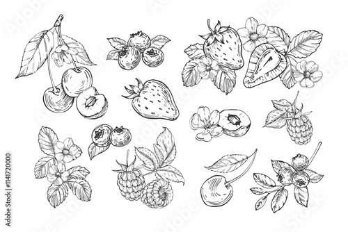 Berries collection of vector illustrations hand drawn in ink. Strawberry, cherry, raspberry and blueberry isolated on white background compositions and objects. Set of elements for label design