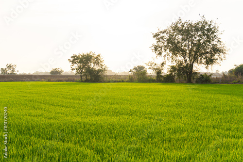 Lush green rice field under bright sky with trees in background, creating serene landscape