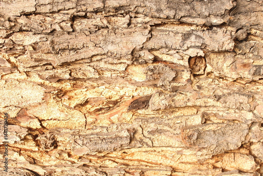 Fototapeta premium texture