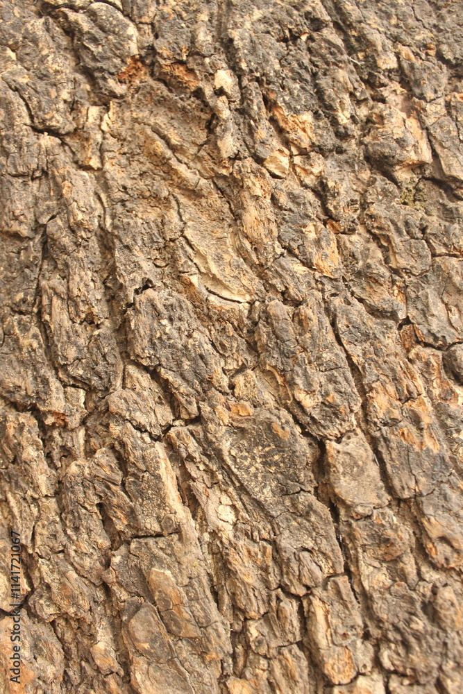 bark of a tree bark of a tree