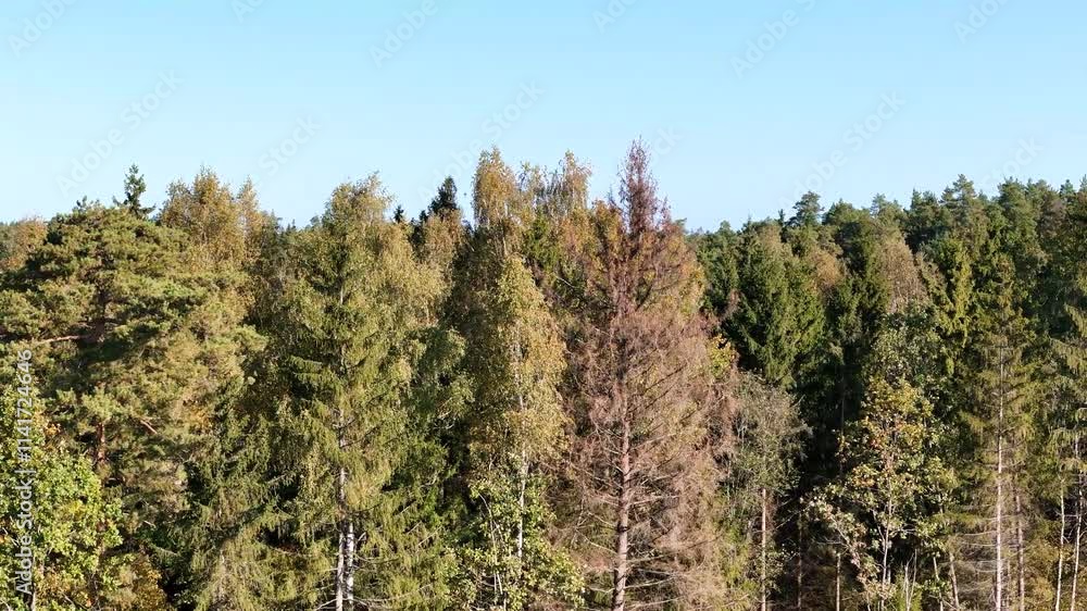 Capturing an aerial view of a vast lithuanian forest on a sunny autumn day, showcasing vibrant colors of changing leaves across a serene landscape filled with tranquility, drone reveal shot Capturing an aerial view of a vast lithuanian forest on a sunny autumn day, showcasing vibrant colors of changing leaves across a serene landscape filled with tranquility, drone reveal shot