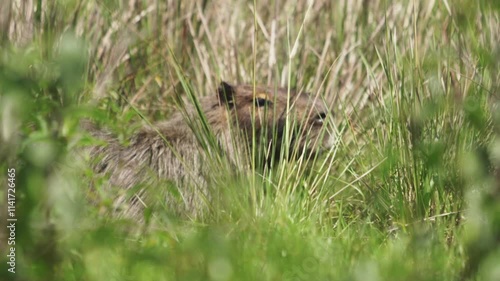 Close-up view about a hidden and cute capybara in grassy habitat. photo