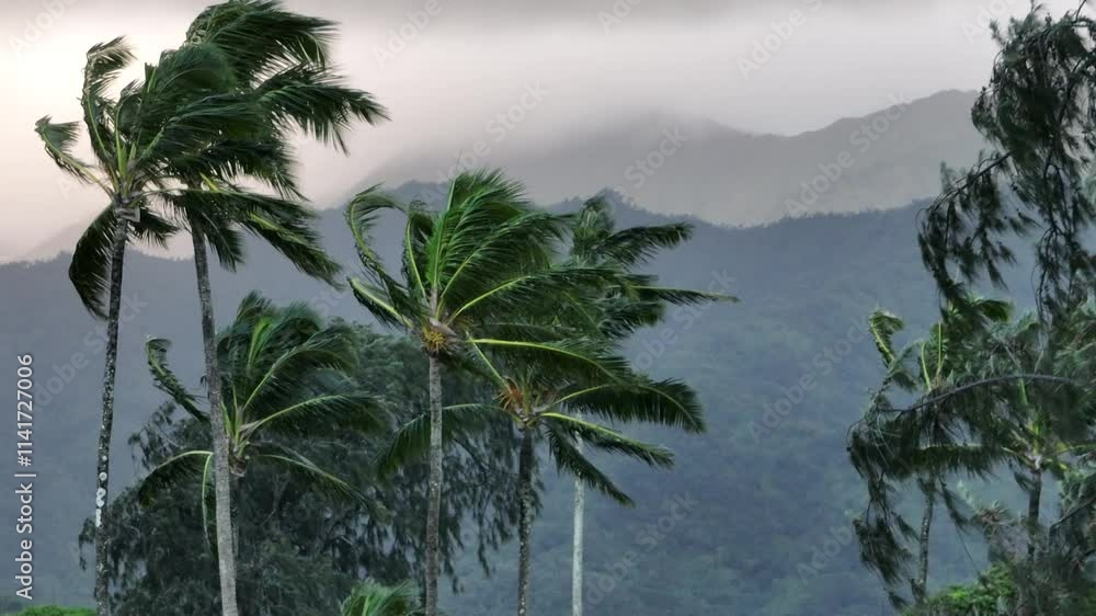 Paradise from Above: Palm Trees and Majestic Mountains of Oahu Paradise from Above: Palm Trees and Majestic Mountains of Oahu