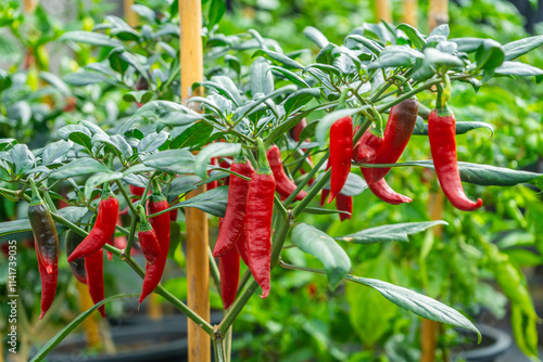 The fruits of the chili peppers in the backyard vegetable garden.