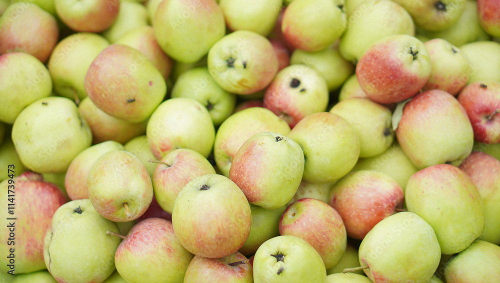 Malang green apple (anna variety) picked by farmers, originating from East Java, Malang Malang green apple (anna variety) picked by farmers, originating from East Java, Malang