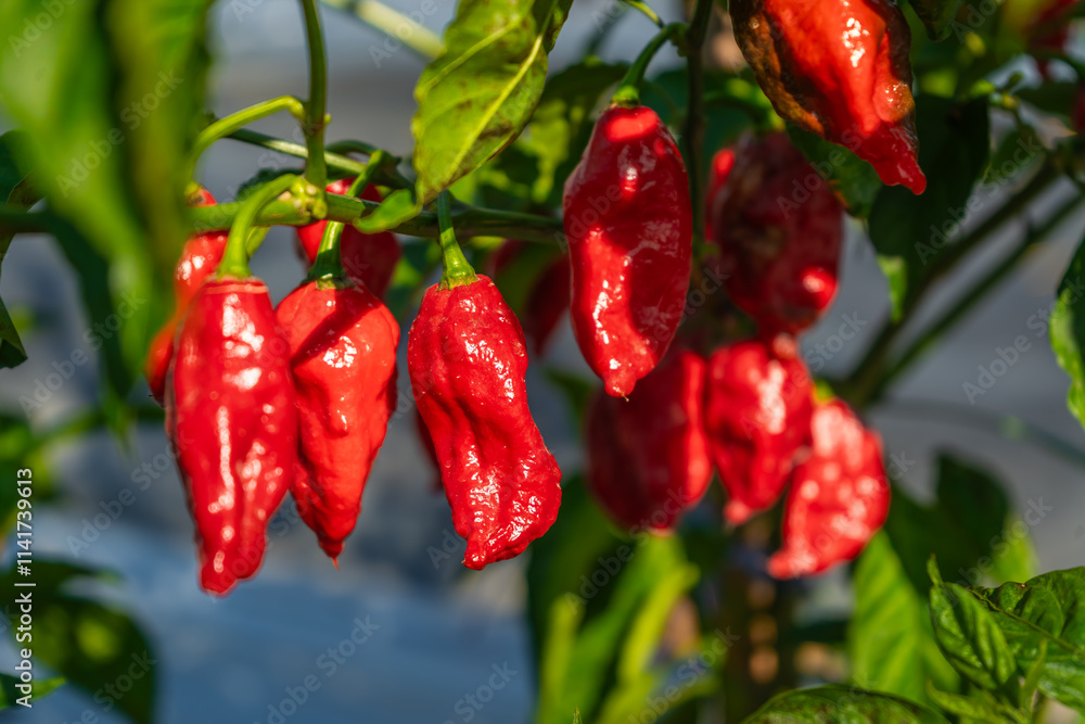 The red fruit of the Ghost Pepper (Capsicum Chinense) has a spiciness level of 800,000 Scoville Heat Units (SHU) and above. The red fruit of the Ghost Pepper (Capsicum Chinense) has a spiciness level of 800,000 Scoville Heat Units (SHU) and above.