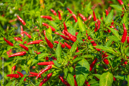 The fruit of Chili Spur Pepper (also known as Capsicum, Chilies, Green Pepper, Paprika, Tabasco, Cayenne, Thai Dragon Chile, Spur, or Long Cayenne) is from the organic farm. photo