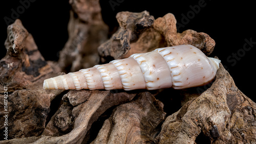 Terebra Seashell on Weathered Wood photo