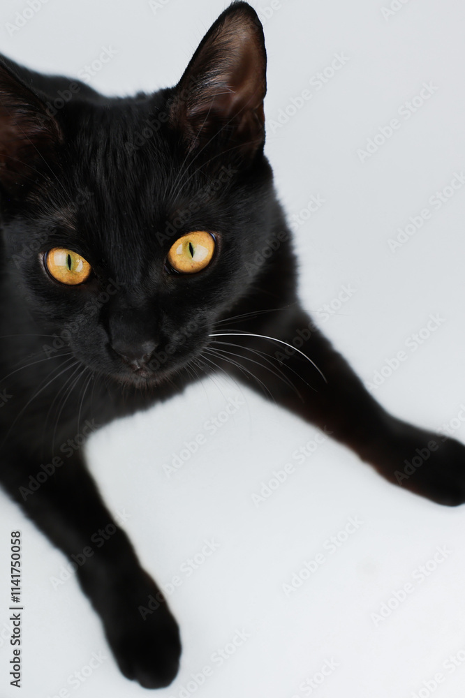 Black cat with bright yellow eyes lying on white background, head and paws visible, vertical photo. High quality photo Black cat with bright yellow eyes lying on white background, head and paws visible, vertical photo. High quality photo