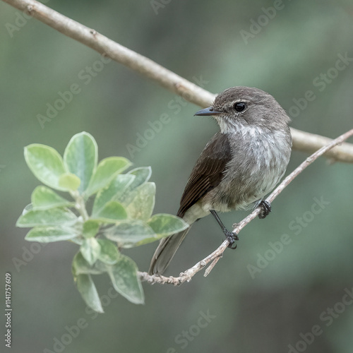 Fotografie An African dusky flycatcher perches delicately on a tree branch, its soft grey-brown feathers blending with the bark